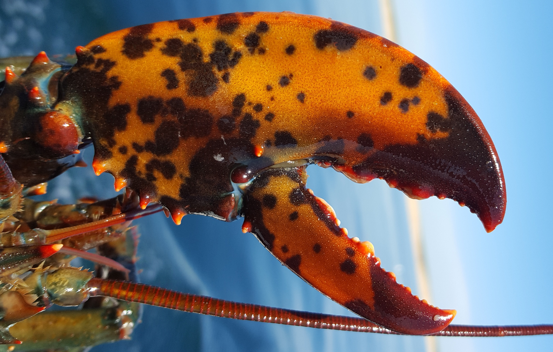 Lobster claw of unusual color, orange with black spots