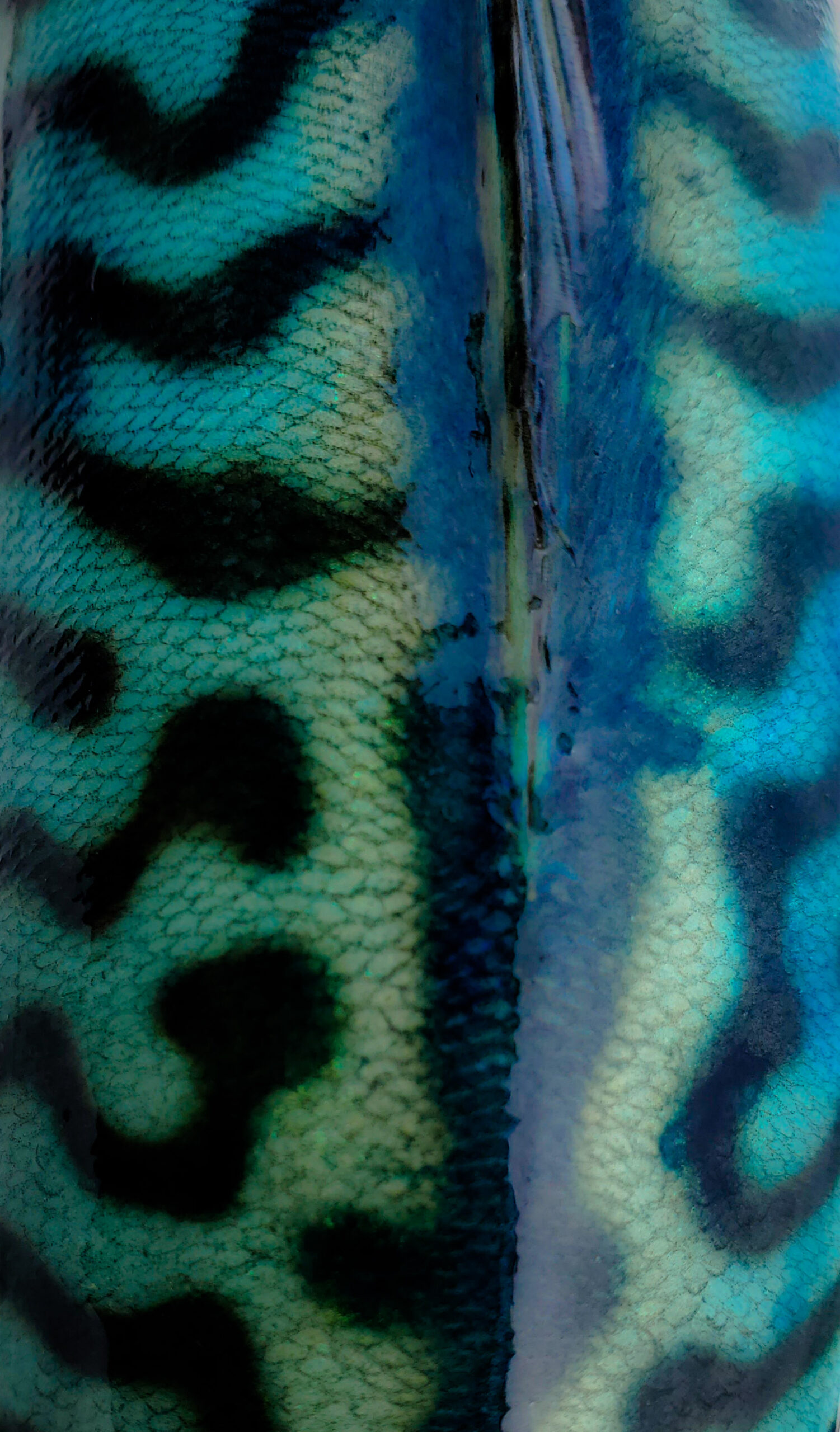Mackerel, closeup